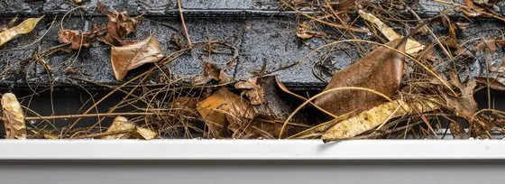 Gutter clogged with leaves and pine needles